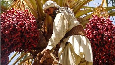 کاهش ۷۰ هزار تُنی برداشت خرما در جنوب کرمان