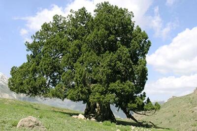 شناسایی درخت ۱۶۰۰ ساله در تکاب