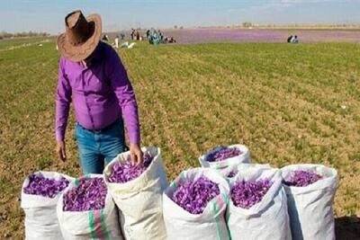 زعفران‌کاران هیچ نگرانی برای بازگشت پول نداشته باشند