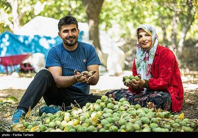 آذربایجان شرقی رتبه دوم تولید گردوی کشور را کسب کرد - تسنیم