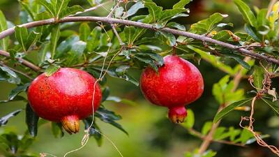 ضرورت ایجاد باغ الگویی انار در چهارمحال و بختیاری