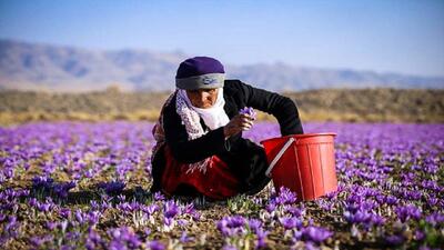 ۳۵ تن محصول زعفران در خراسان جنوبی برداشت می‌شود