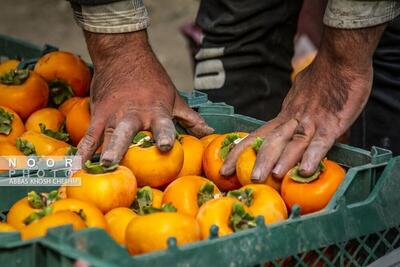 برداشت خرمالو از باغات سولقان بخش کن تهران (تصاویر)