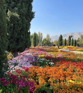 باغ گیاه‌شناسی ملی ایران میزبان گل های داودی