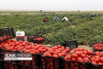 کاهش قیمت گوجه فرنگی تا پایان آبان