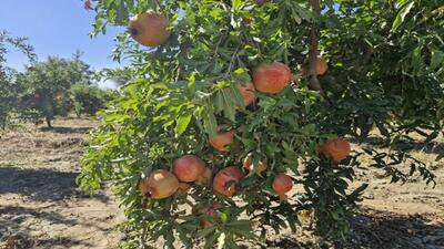 همت بازنشسته‌ای که زمینش را به گلستانی از انار تبدیل کرد