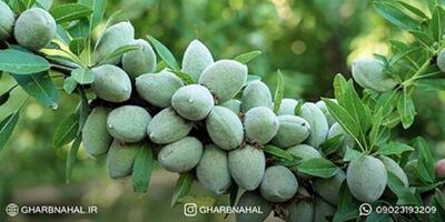 راز خرید و احداث باغ نهال بادام و درآمد میلیاردی فاش شد!