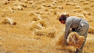 دلال‌ها؛ سود کشاورز را به جیب خود می‌زنند