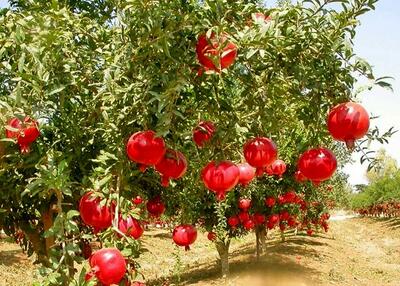 شناسایی بیش از ۷۰۰ ژنوتیپ انار در ایران/ محصول انار اقتصادی می‌شود