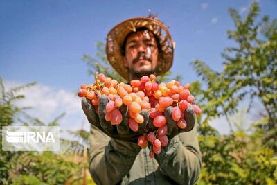 انگور خراسان شمالی در مسیر بازارهای جهانی