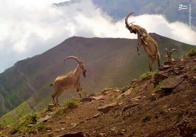 فیلم/ شاخ‌به‌شاخ که می‌گن اینه!