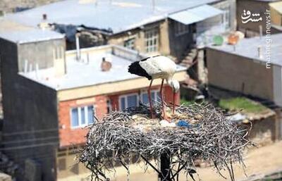 فیلم/ روستای لک‌لک‌ها