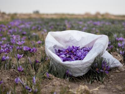 تقلب در تولید ۵۷ کیلوگرم زعفران