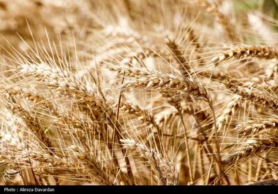 مطالبات گندم‌کاران کردستانی پرداخت شد - تسنیم