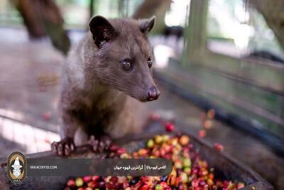 گران‌ترین قهوه جهان: قهوه کپی لواک (Kopi Luwak)