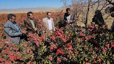 آغاز برداشت زرشک در زرند