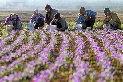 سرمایه‌گذاری در بورس، سیاست دولت برای پیشگیری از زیان زعفران‌کاران است