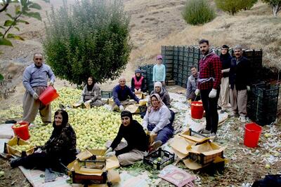 دورهمی خانوادگی برداشت سیب در مهاباد + فیلم