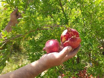 یاقوت های قرمز  کِوِشک  بویراحمد گرفتار آفت کرم گلوگاه