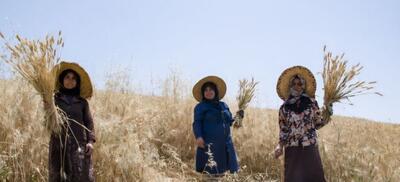 بیش از ۴۱۱ روستای گیلان مجری طرح جهش تولید در دیمزارها