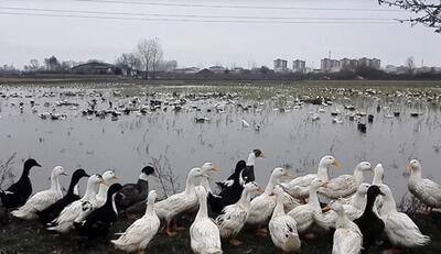 دامپزشکی مازندران نسبت به خطر بروز بیماری در جابجایی طیور بومی هشدار داد