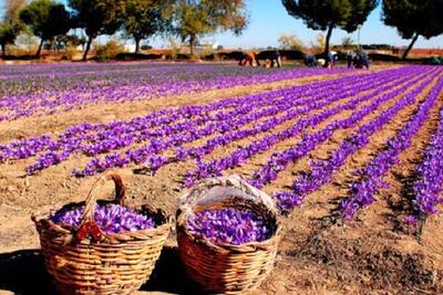 افزایش ۱۰ درصدی سطح زیر کشت زعفران در شهرستان تفت