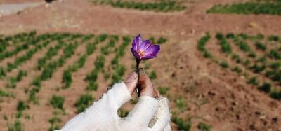 تاراج میراث ایرانی به دست افغانستان