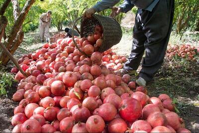 برپایی ۶۰ غرفه عرضه انار و صنایع دستی در پاوه