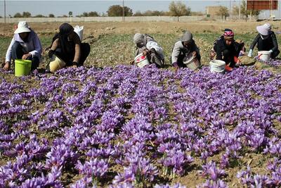 میراث ملی ایران به دستان افغانستان به تاراج رفت