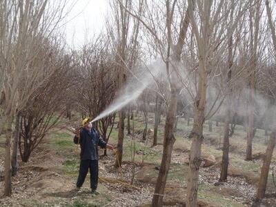 مدیریت باغات از عوامل خسارتزا جدی گرفته شود