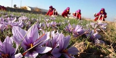 جای خالی برندسازی در قطب تولید طلای سرخ همدان