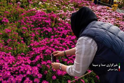 جشنواره گل‌های داودی در باغ گیاه شناسی ملی ایران (تصاویر)