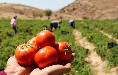 حباب قیمت گوجه‌فرنگی شکسته می‌شود؟