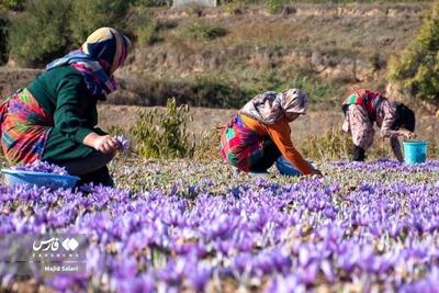 تصاویر زیبای برداشت زعفران در تربت‌ حیدریه