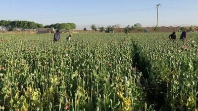 با کشت گونه‌های گیاهی موادمخدر در مراتع زنجان برخورد می‌شود