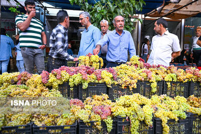 دست‌های خسته تاکداران ابهر و رؤیای ناتمام حل مشکلات