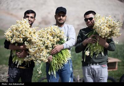 ششمین جشنواره گل نرگس شهرستان خفر برگزار می‌شود - تسنیم