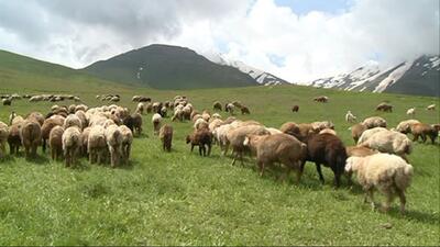 نمایی از چرای گوسفندان در دل طبیعت روستای طرازکوه