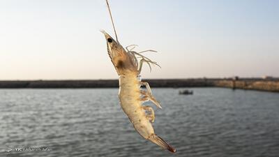 ۱۵ هزار تن میگو در استان بوشهر برداشت می‌شود