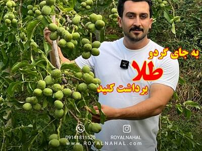 راز رشد درامد از زبان بزرگترین تولیدکننده نهال گردو