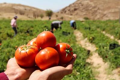 ادامه برداشت گوجه‌فرنگی در ۷۷۰ هزار هکتار از زمین‌های کشاورزی خوزستان