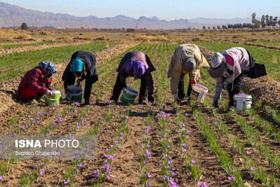 برداشت زعفران از مزارع گیاهان داروئی تفتان