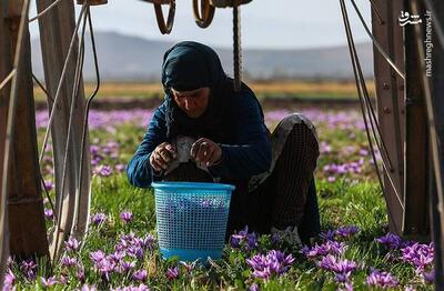 عکس/ جمع‌آوری گل زعفران در زاوه