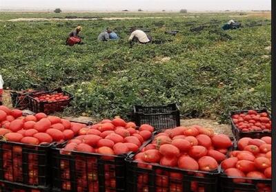 650 هزار تن گوجه‌فرنگی در استان بوشهر تولید می‌شود - تسنیم