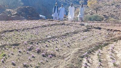 برداشت زعفران  ۳۵ هکتار از مزارع گیاهان داروئی شهرستان تفتان