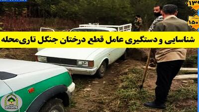 شناسایی و دستگیری عامل قطع درختان جنگل تاری‌ محله آمل