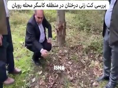 شگرد جدید سوداگران در خشکاندن تدریجی جنگل‌های هیرکانی