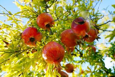 خاستگاه انار جهان و جای خالی جشنواره بین‌المللی