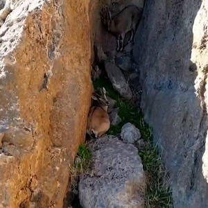 از بز کوهی در میان صخره های زاگرس تا بارش برف و روستای دیدنی اصفهک طبس