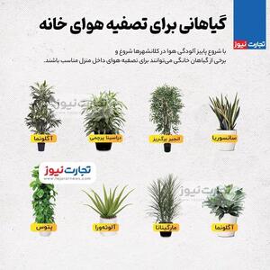 اینفوگرافی/ گیاهانی برای تصفیه هوای خانه | اقتصاد24